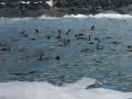 Carlton Hall Video Blog - Seal Island Cape Town South Africa Part 2