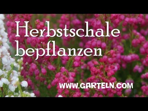 Tipps zum Bepflanzen einer Herbstschale