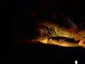 Mortiis - Underdog (live)
