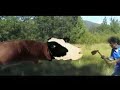 animales sobrenaturales