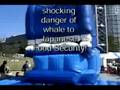 日本鯨類研究所日新丸Videoテロリストくじら! Whales Eat Japan's Children