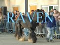 Hengstenkeuring NSvT 2006