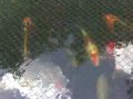 Koi fish Koi fish