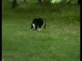 Ricky & Piksi a Vincennes (16.06.2003) - Duo de Choc