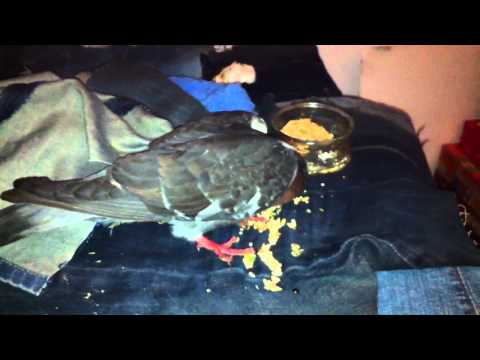 how to treat pmv in pigeons