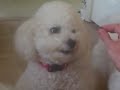 recentnewz.com My dogs Snowflake and Buttercup perform tricks such as dance, paw, smile ext.