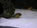 Tropheus moorii red rainbow (kambwimba)