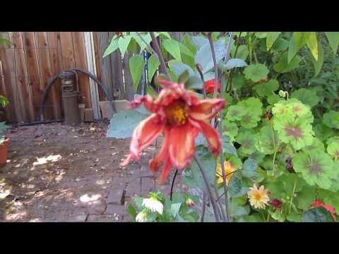 how to grow bishop of llandaff dahlia