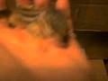 Baby Chipmunk update Baby Chipmunk update