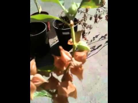 how to grow ashwagandha