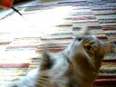 My Kitten Fiona Playing! *350th Video*