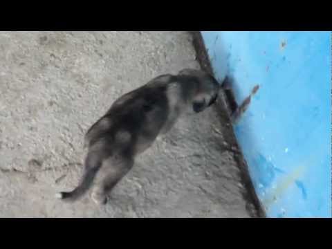 kangal dövüsü