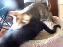 Catfight!