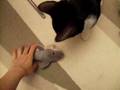 videos de Stewie playing fetch
