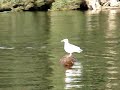 SEAGULLS FLOATING ON A PIECE OF DRIFTWOOD