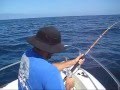 8/18/2008 Yellowtail