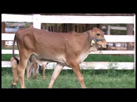 LOTE 067-FADA/SENSAÃ‡ÃƒO ...