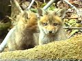 RED FOX KITS RED FOX KITS