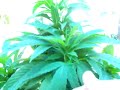 Purple Kush, Bc Bud, Indica Purple Kush, Bc Bud, Indica