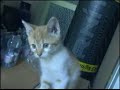 Filmato Gatti - divertente