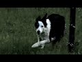Border Collie Elegance