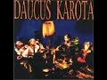 Daucus Karota - Angel