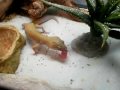 Lemonade Eats a Mouse