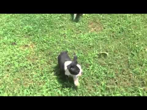 playful little boy rascal