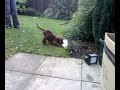 Eric puppy