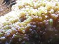 ESTA É UMA DAS MINHAS PAIXÕES E RESOLVI COLOCAR AQUI PRA COMPARTILHAR COM TODOS 