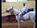 اجمل القفزات والرقصات للخيل العربي جميل جدا nice hours, you will like it