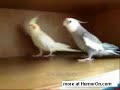 YouTube - Bird singing Kill Bill theme