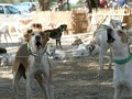 Cazalla de la Sierra: así es mi pueblo