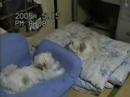 shih tzu ??????? shih tzu ???????