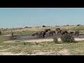 Elephants in Etosha Elephants in Etosha