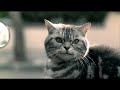 İpragaz'ın bu köpekli reklamını hatırladınız ya http://www.youtube.com/watch?v=uES5vAQvAqY , hah işte bunun kedilisi çıkmış. http://www.youtube.com/watch?v=kMKCLvTPNSE Harika iş. Eline sağlık Tayfa-wdo.