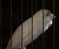 russian canary 5