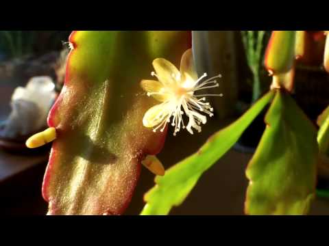 how to care for rhipsalis