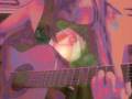 Tamaro - Rosebud