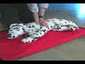 Pet CPR