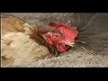 Behavior of Rescued Factory-Farmed Chickens Part 2 Behavior of Rescued Factory-Farmed Chickens Part 2