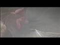 Behavior of Rescued Factory-Farmed Chickens Part 2