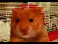 Violient Hamster!!!!!
