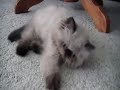 Cute Himalayan Kitten