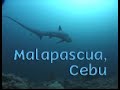 Philippines Diving Heaven