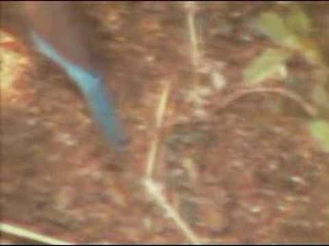 Blue Waxbill Bird at Pete's Pond ...