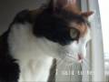 猫、すねる - When Yukke sulked.