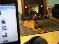 rooney - youtube activated dog head - daniel T