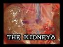 small-clip-chang-lo-parody.html
