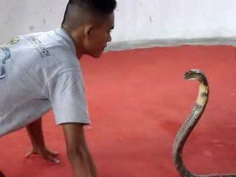 Besando a una cobra